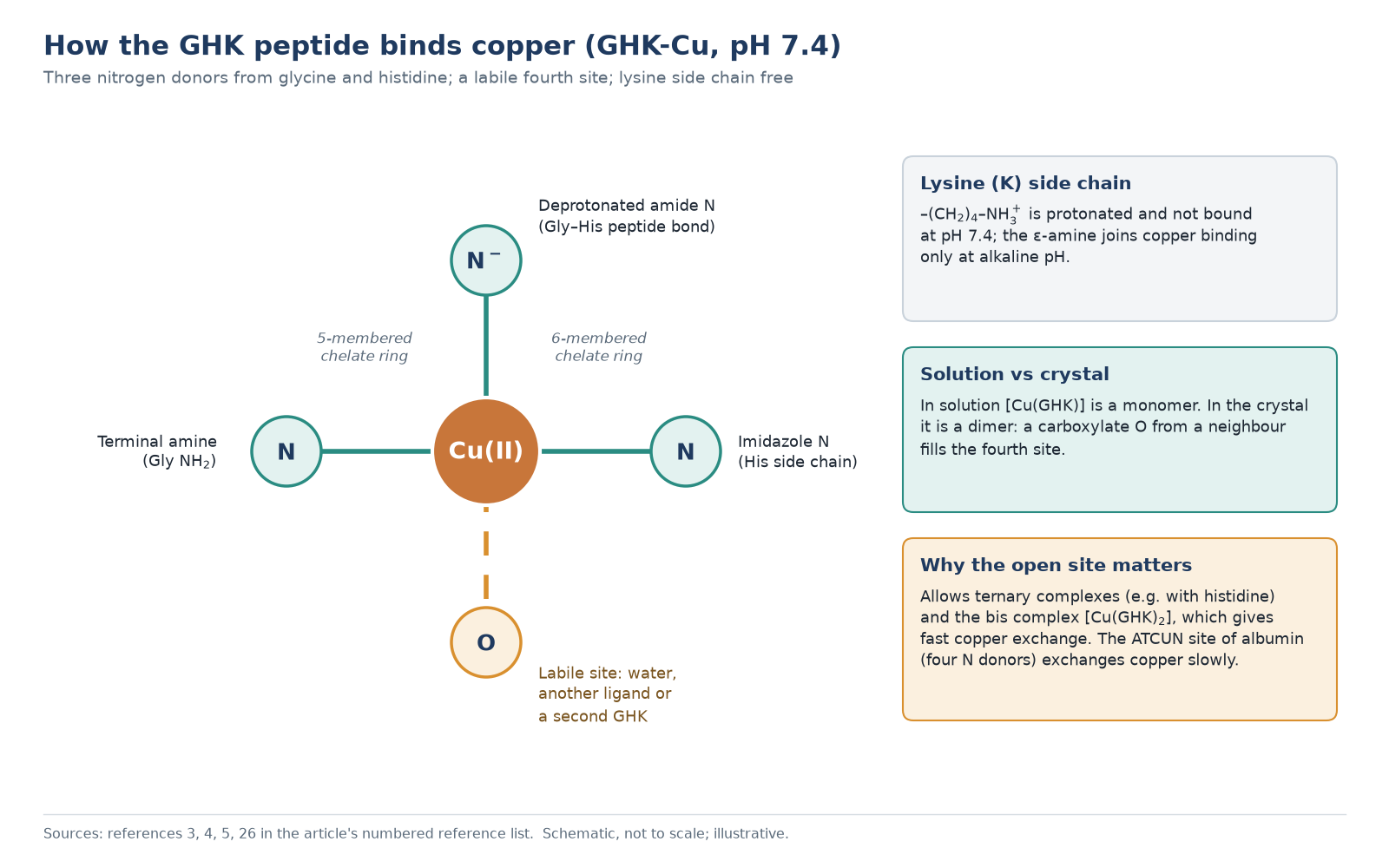 Diagram of how the GHK peptide binds copper in GHK-Cu: terminal amine, backbone amide nitrogen and histidine imidazole bind Cu(II), with a labile fourth site and a free lysine side chain at pH 7.4