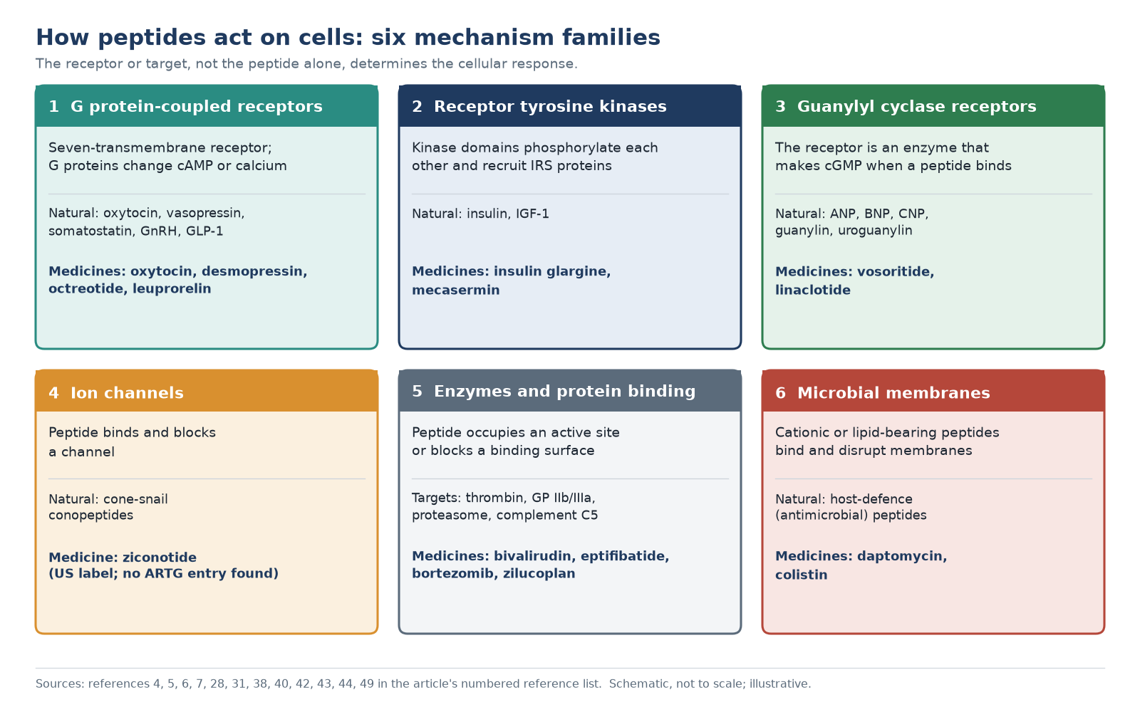 Diagram of six ways peptides act on cells: G protein-coupled receptors, receptor tyrosine kinases, guanylyl cyclase receptors, ion channels, enzyme or protein binding, and membrane disruption
