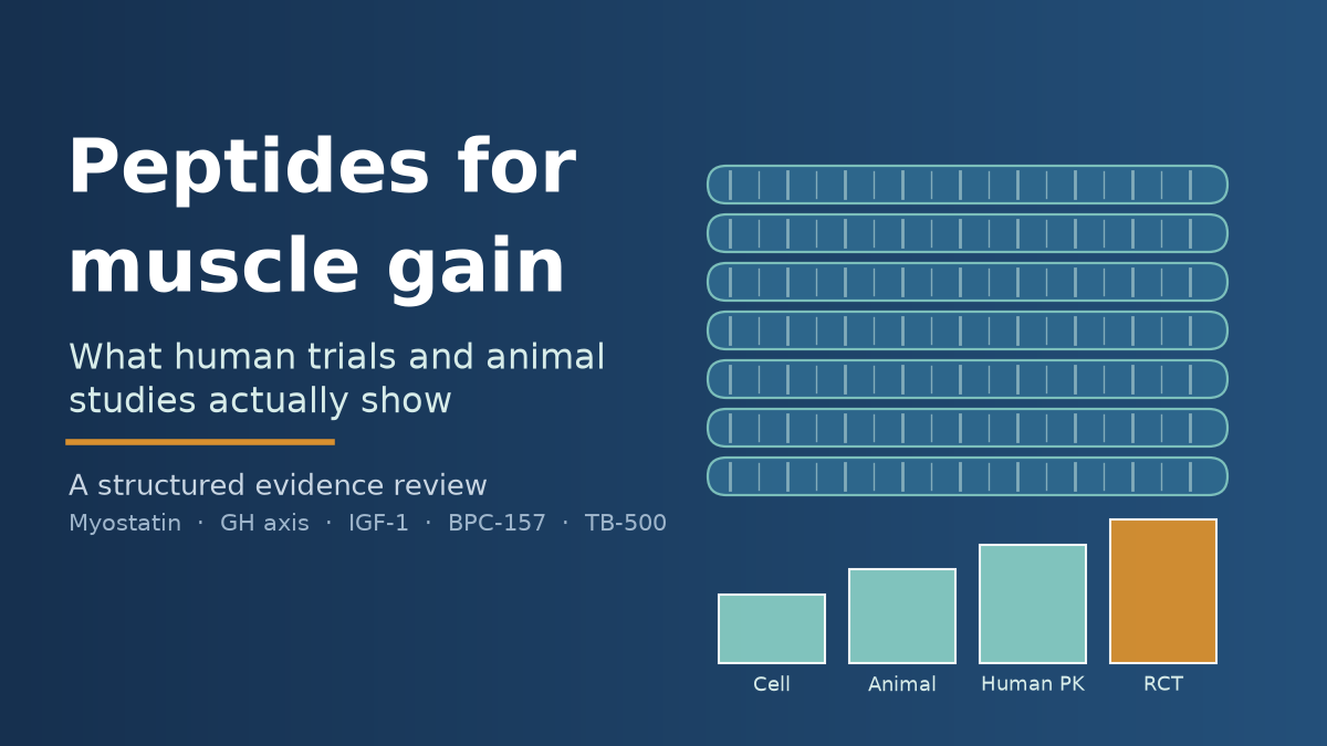 Title graphic for an evidence review of peptides for muscle gain, showing an abstract muscle-fibre motif beside an evidence scale running from animal studies to human trials
