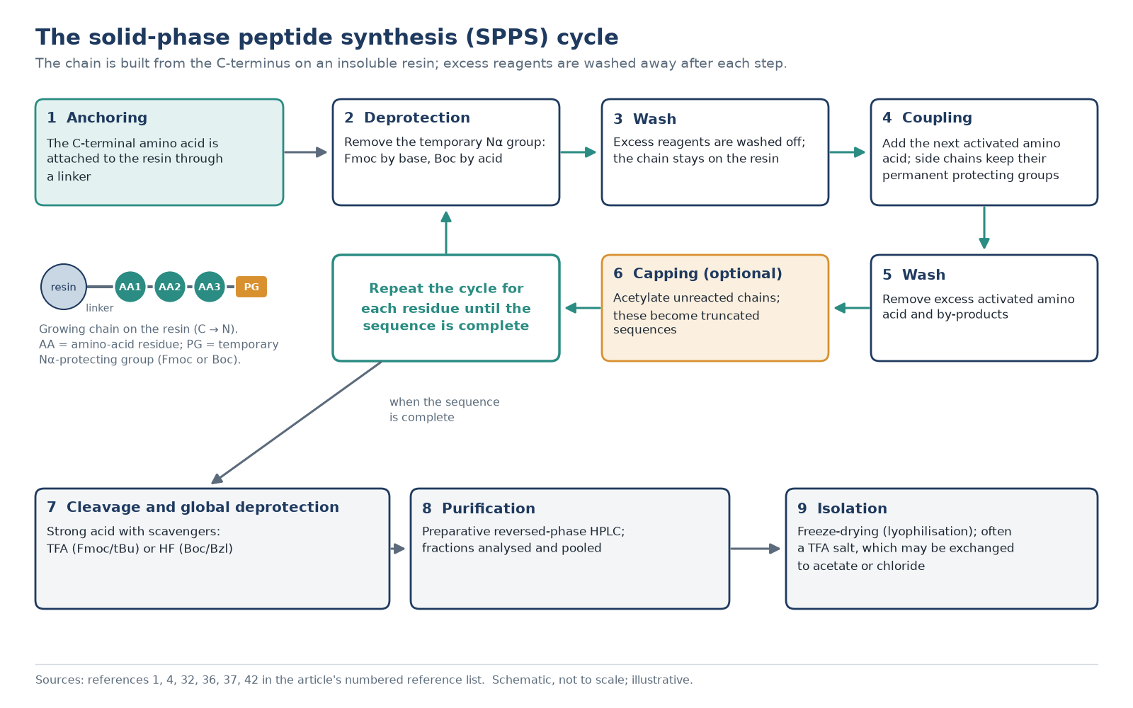 Flow diagram of solid-phase peptide synthesis: resin anchoring, repeated synthesis cycles, then cleavage and isolation