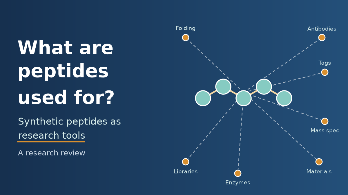 Title graphic for an article on what peptides are used for, showing an abstract peptide chain branching to research uses such as antibodies, tags, mass spectrometry and materials