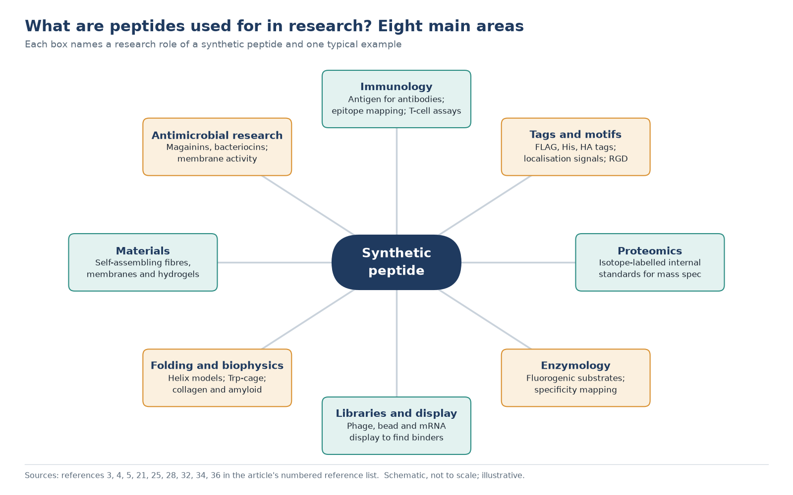 Research map answering what are peptides used for: a central synthetic peptide linked to immunology, tags and motifs, proteomics, enzymology, libraries and display, biophysics, materials and antimicrobial research