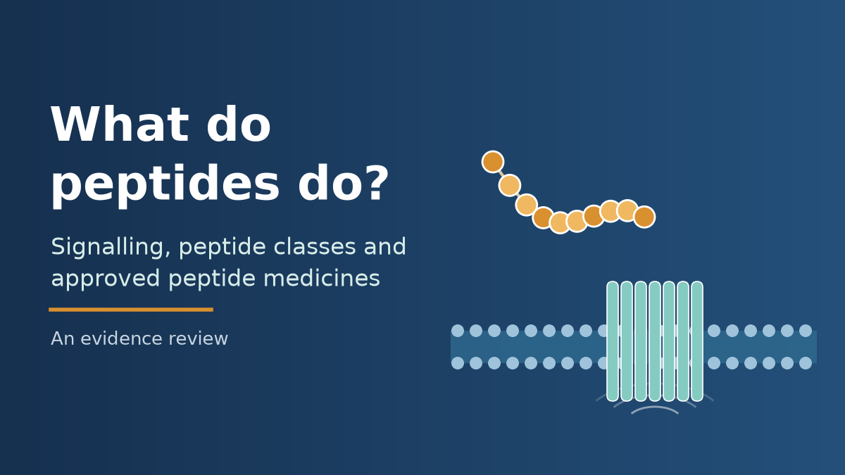 Title graphic reading What do peptides do?, with an abstract chain of beads meeting a receptor shape